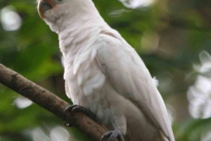 Cockada cockada cockada cockada