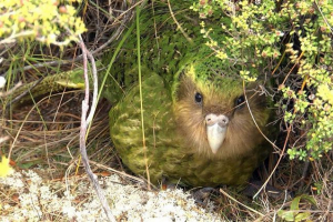Kakapo - aborygenalna nowa zelandia Kakapo - aborygenalna nowa zelandia