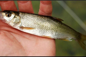 Jakie są typy shemai?