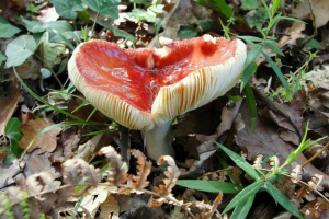 Jakie grzyby są wymienione w czerwonej księdze rosji? Lista, cechy i zdjęcia Jakie grzyby są wymienione w czerwonej księdze rosji? Lista, cechy i zdjęcia