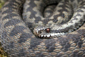 Jakie trujące węże mieszkają w rosji: zdjęcia, tytuły i cechy Jakie trujące węże mieszkają w rosji: zdjęcia, tytuły i cechy