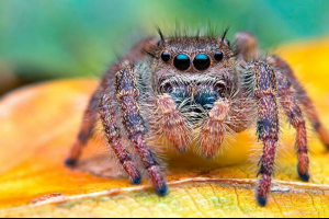 Jakie klasy zwierząt należą do artropod?