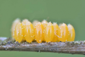 Jakie owady umieszczają jajka? Jakie owady umieszczają jajka?