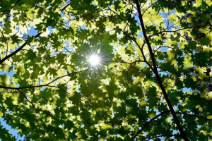 Jak i gdzie proces fotosyntezy w roślinach? Jak i gdzie proces fotosyntezy w roślinach?