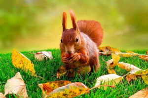 Jakie podstawowe właściwości są nieodłączne we wszystkich żywych organizmach? Jakie podstawowe właściwości są nieodłączne we wszystkich żywych organizmach?