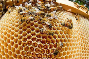 Jakie substancje przydzielają owady? Jakie substancje przydzielają owady?