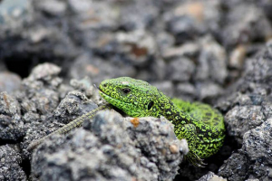 Jakie zwierzęta należą do gada? Jakie zwierzęta należą do gada?