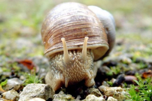 Jakie zwierzęta należą do rodzaju mięczaków? Jakie zwierzęta należą do rodzaju mięczaków?