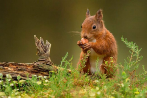 Jakie są łańcuchy żywnościowe? Jakie są łańcuchy żywnościowe?