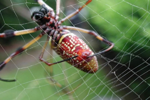 Jakie znaczenie w życiu pająków ma sieć?