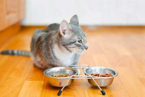 Jaka pasja jest lepsza dla kotów - sucha lub mokra?