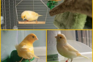 Który pasza nadaje się do ptaków?