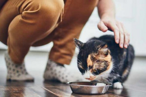 Jaki kanał kot jest uważany za najlepszy?