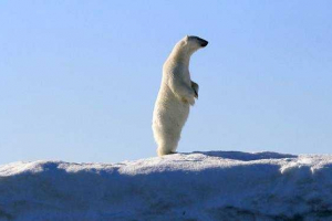 Jaki rozmiar i waga niedźwiedzia polarnego?
