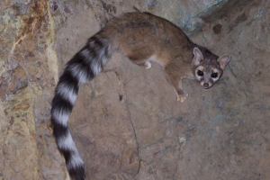 Kakomitili - urodzony w ameryce północnej