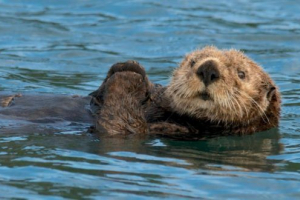 Calan (wydra morskie) Calan (wydra morskie)