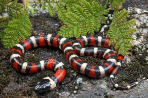 Kalifornia royal snake - photo motion reptile