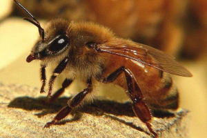 Californian killer bees uchwyć nas