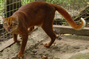 Koli kalimantanian - wdzięczny drapieżnik na skraju wyginięcia