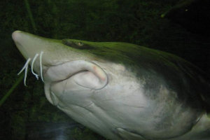 Kaluga: zdjęcie żywych ryb Kaluga: zdjęcie żywych ryb