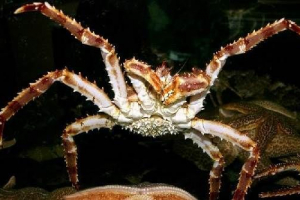 Krab kamchatsky. Siedlisko i styl życia kraba kamchatka Krab kamchatsky. Siedlisko i styl życia kraba kamchatka