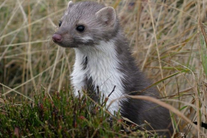 Kamień cleannic - elastyczny i niebo wizyta Kamień cleannic - elastyczny i niebo wizyta