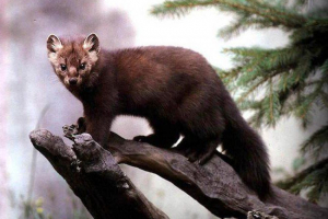 Kamienna kunica Kamienna kunica