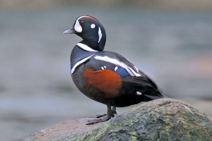 Kamenushka Kamenushka