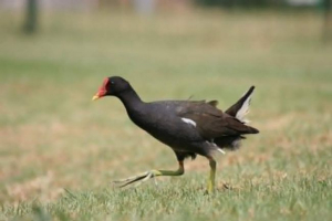 Ruch lub bagno kurczak - o czym wiemy o niej?