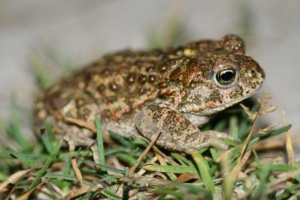 Toad reed Toad reed