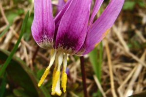 Kandyk siberian Kandyk siberian