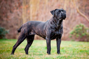 Kane corso - wielki przyjaciel i wielbiciel