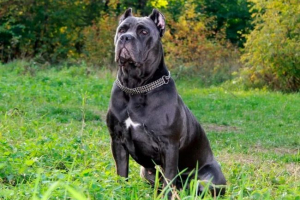 Cane corso Cane corso