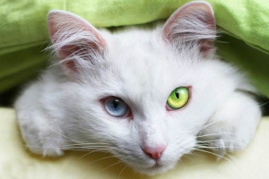 Kao mani cat. Opis, funkcje, treści i cena rasy kao mani Kao mani cat. Opis, funkcje, treści i cena rasy kao mani