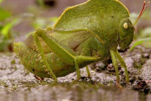 Hood grasshopper - tropical freck