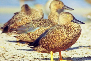 Działka capsa: szczegółowy opis, photo duck Działka capsa: szczegółowy opis, photo duck