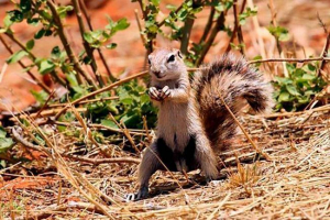 Cape earthy squirrel