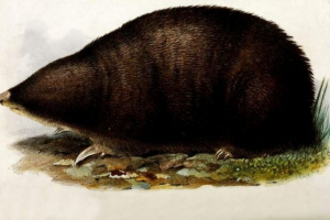 Capspectes - ssaki z niezwykłym futrem Capspectes - ssaki z niezwykłym futrem