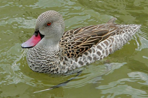 Cape chirina Cape chirina