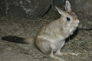 Kapsky dragon i jego funkcje