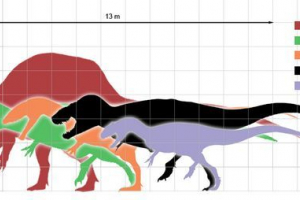 Carcharodontosaur Carcharodontosaur