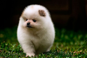 Krasnolud spitz lub pomorskie mini spitz - przegląd rasy ze zdjęciem i filmem Krasnolud spitz lub pomorskie mini spitz - przegląd rasy ze zdjęciem i filmem