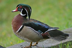 Kaczka carolinskaya Kaczka carolinskaya