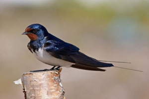 Kurwa lub rustykalny połknięcie Kurwa lub rustykalny połknięcie