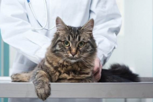 Castion cat. Opis, funkcje i procedura kasowania cen Castion cat. Opis, funkcje i procedura kasowania cen