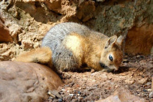 Kaukaska wiewiórka - bestia w puszystym futrze Kaukaska wiewiórka - bestia w puszystym futrze