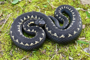 Kaukaski viper (vajuk kamekowa) Kaukaski viper (vajuk kamekowa)