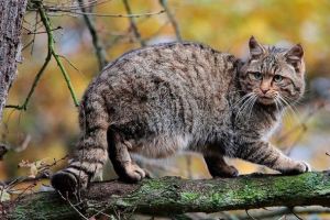 Kaukaski lasowy kot - opis, siedlisko i nawyki Kaukaski lasowy kot - opis, siedlisko i nawyki