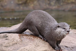 Otter kaukaski
