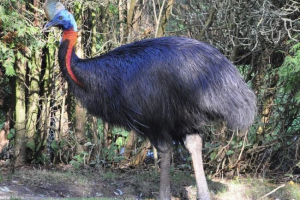 Dorywczo - autorytatywne ptaki Dorywczo - autorytatywne ptaki